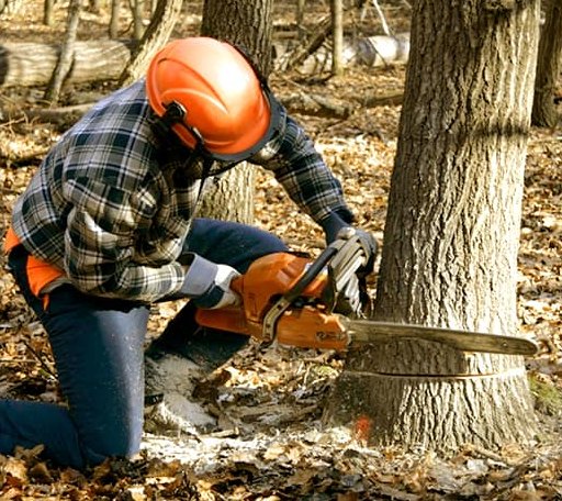 Tree Removal in Plano, IL